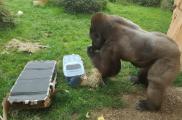 Moselle : des smartphones récupérés par une Entreprise Adaptée au zoo d’Amnéville pour sauver les gorilles