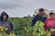 Vendanges : les Entreprises Adaptées, actrices engagées au cœur des récoltes